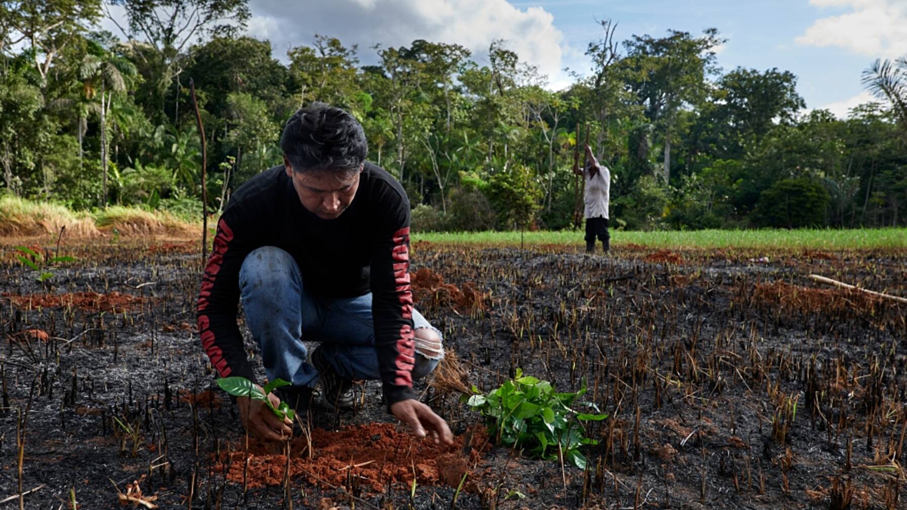 Javier Pinto e suo padre piantano arbusti di caffè, platani e alberi di agrumi nel loro campo ripulito dopo la debbiatura.