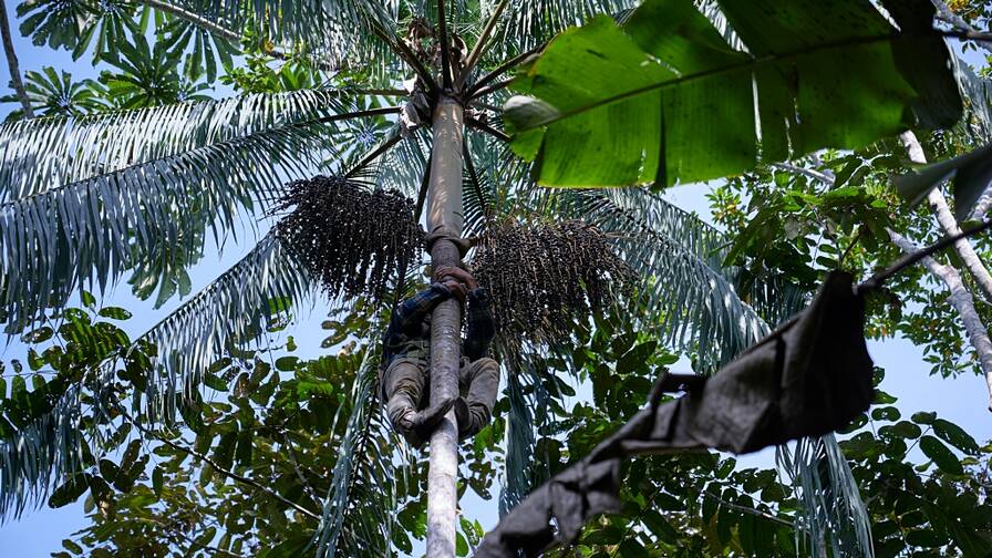 Le bacche di acai crescono molto in alto sulle palme e vengono raccolte manualmente.