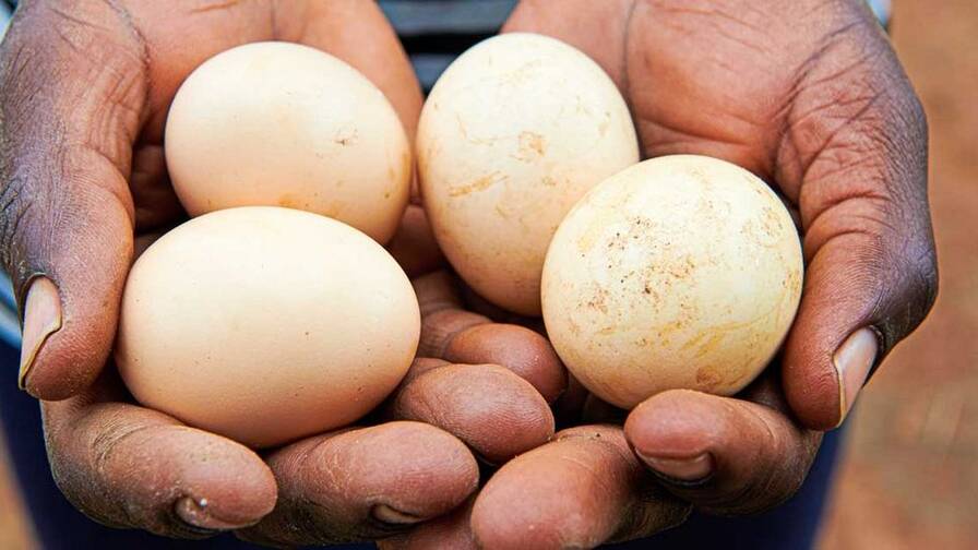 Auch die Eier vom Hof ergänzen den Speiseplan. Für den Verkauf sind es noch zu wenige.
