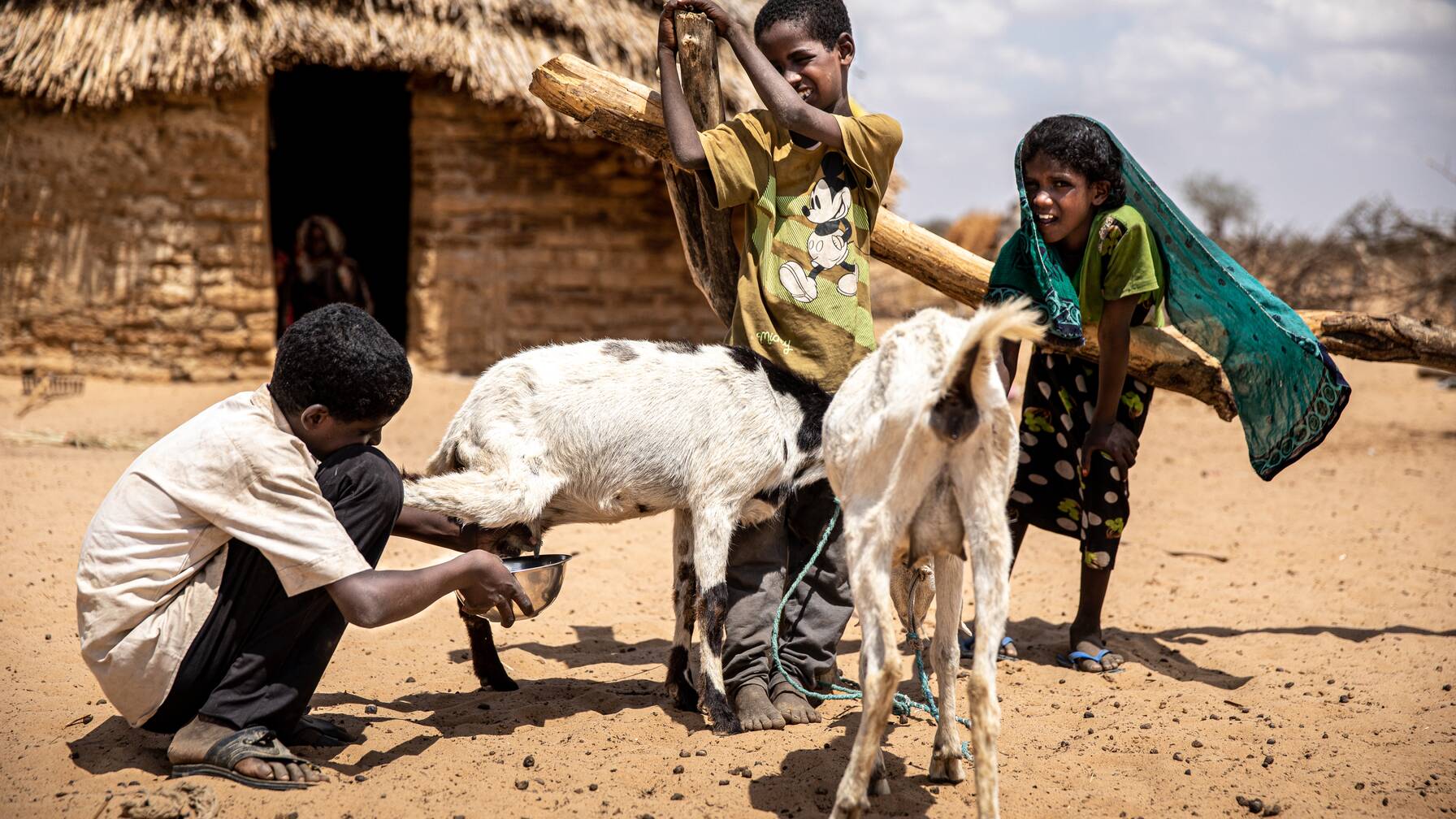 The situation of Bourdjo Albachar and her family is steadily improving thanks to the aid. Caritas is helping the family with emergency financial aid for food and two goats. Thanks to the goats, the family has access to valuable milk again.