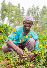 Modeste Traoré au Mali maîtrise de nouvelles méthodes d'agriculture durable grâce à Caritas, il est heureux que ses récoltes soient plus abondantes. Mali, 2021.