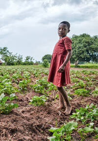 Revenu et sécurité alimentaire grâce au moringa. Dans le cadre du projet de Caritas, des plantations d’arbres moringa sont réalisées sur les terrains des écoles, des centres de santé et des prisons. Ouganda, juin 2019.
