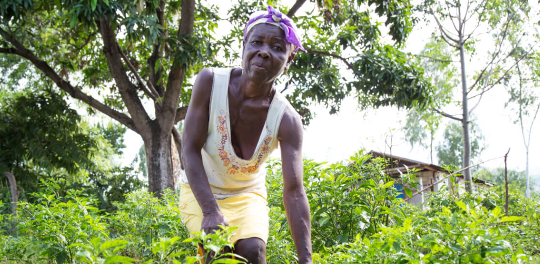 Smallholder families in the south of Haiti improve their
