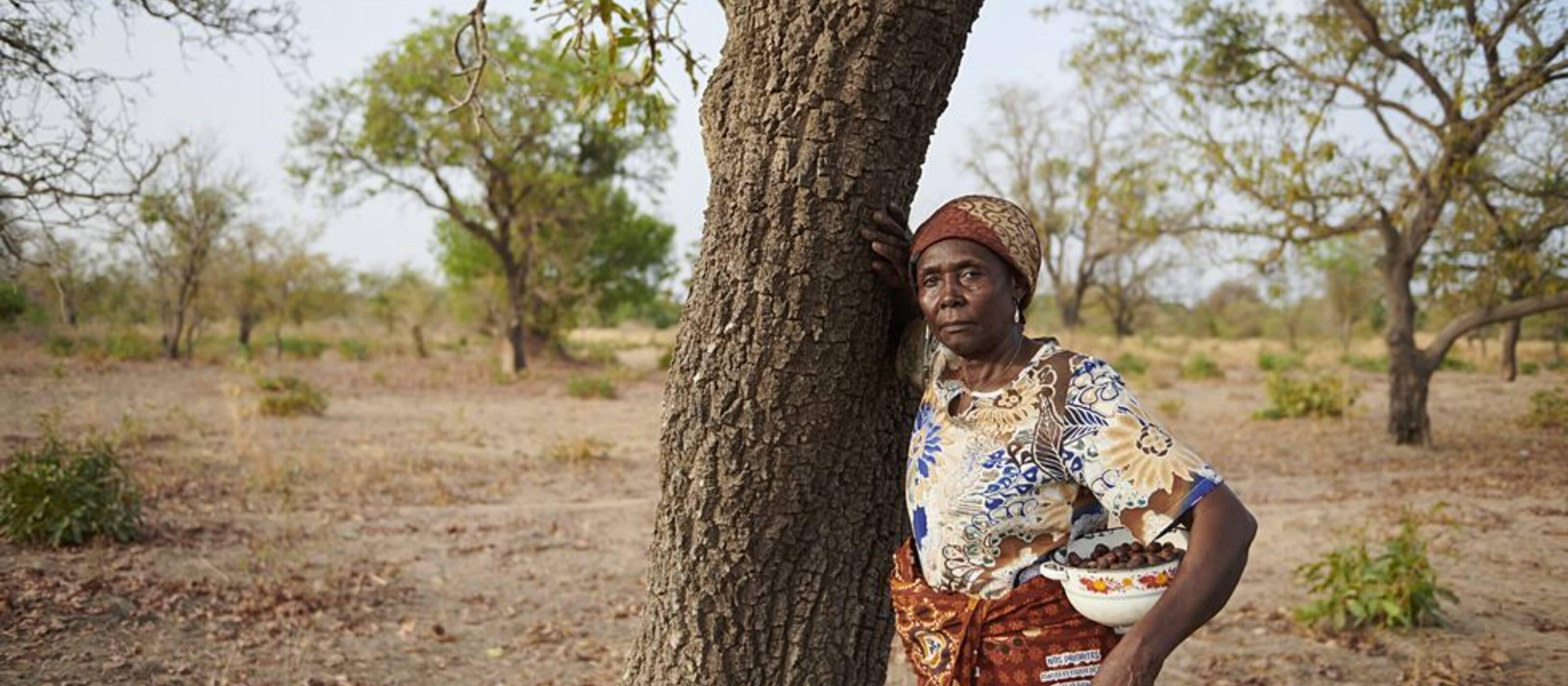 The women harvest the nuts from the karité trees that grow in the region.