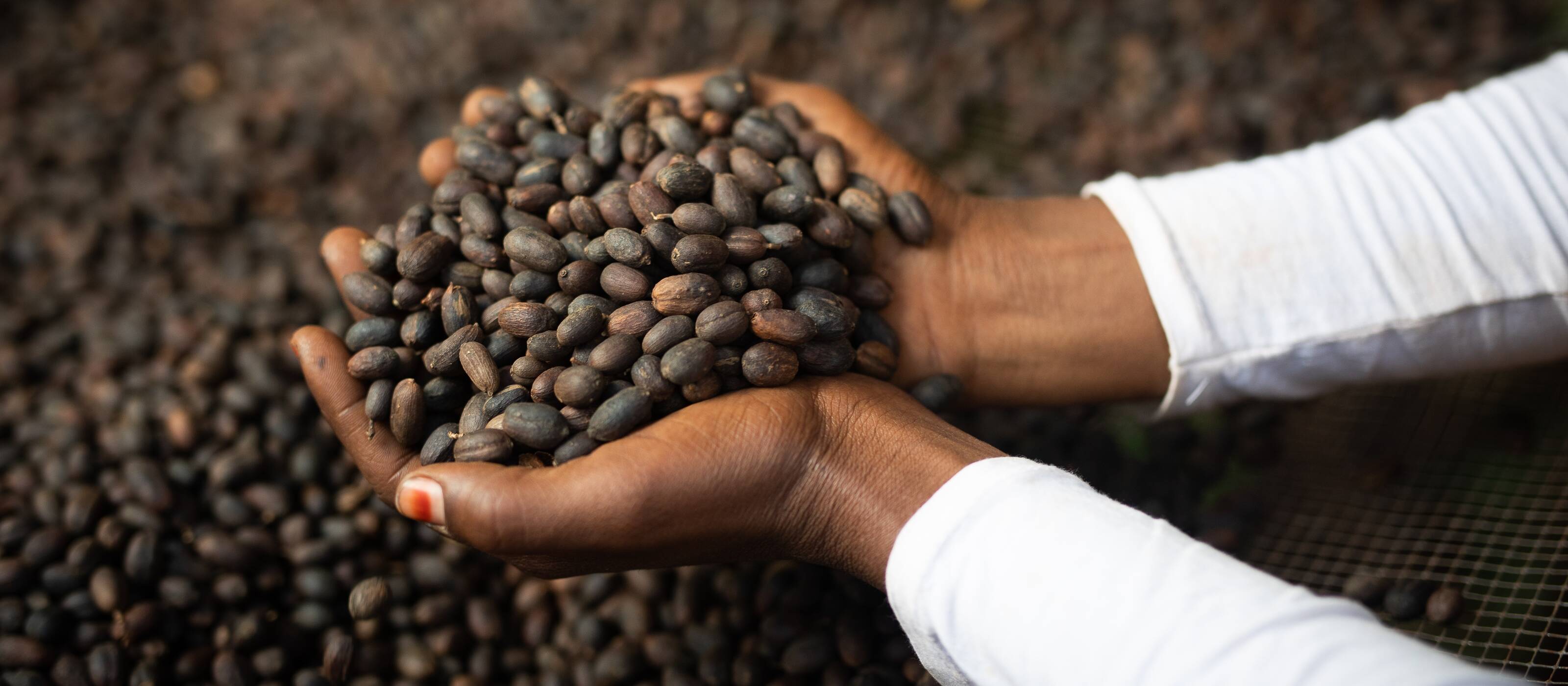 Lavorazione del caffè in Etiopia