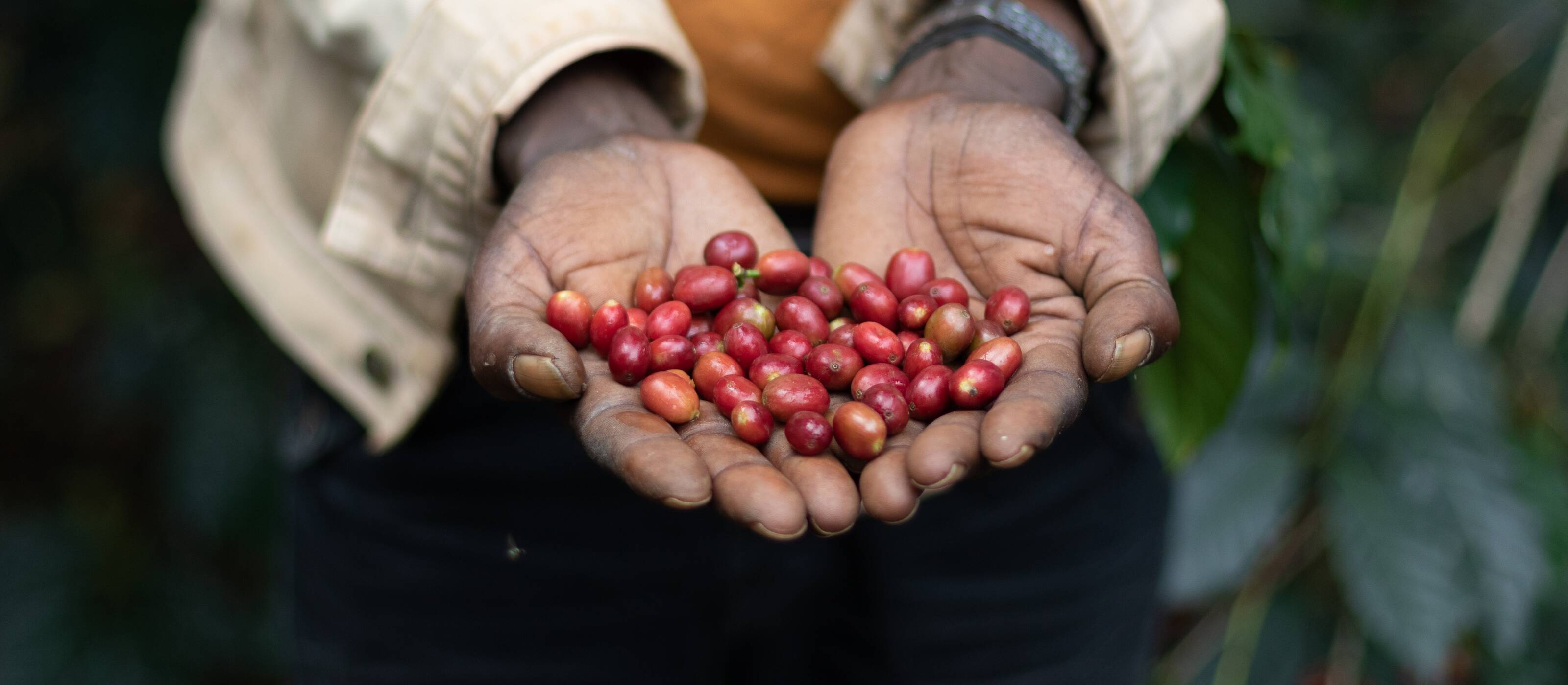 Coltivazione di caffè in Etiopia