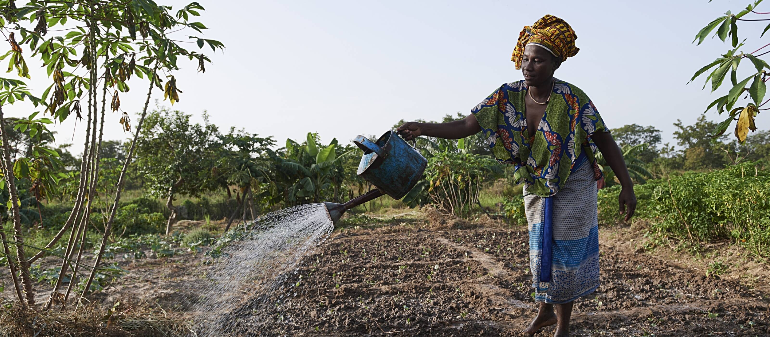A woman irrigates her vegetable garden with a watering can in Yanfolila, Mali 