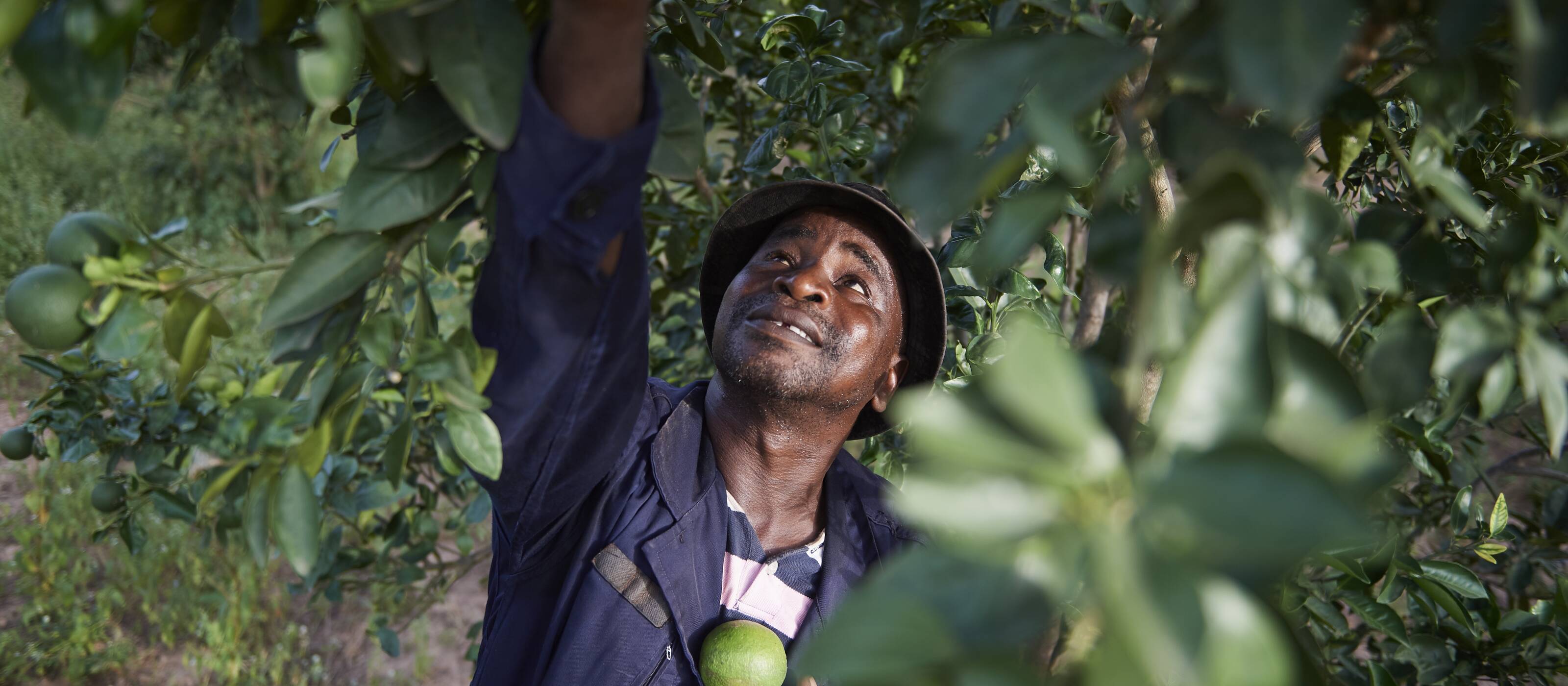 Increase in resilience to the impacts of climate change thanks to diversity and adaptation of agricultural practices in Mali.