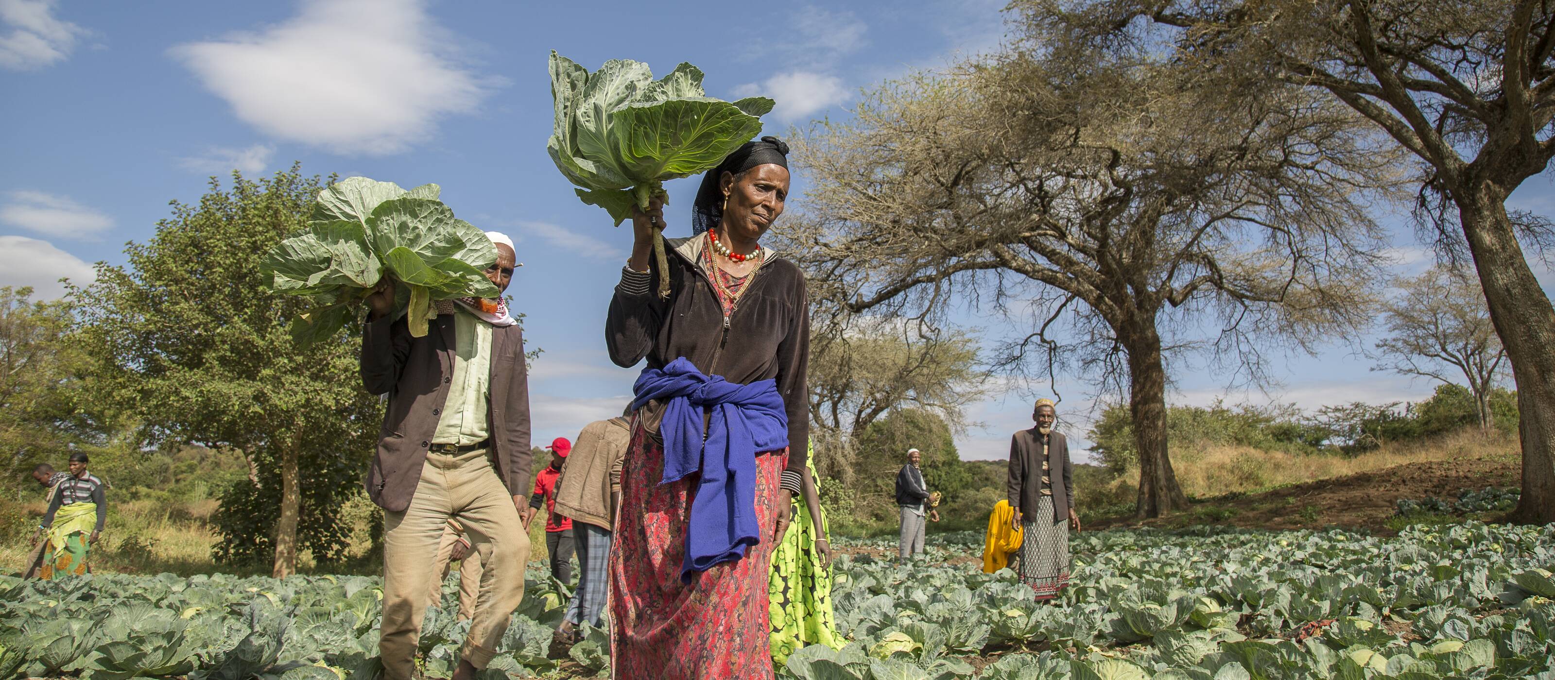 L'Éthiopie: La promotion d’une agriculture résiliente fait partie des projets de Caritas.