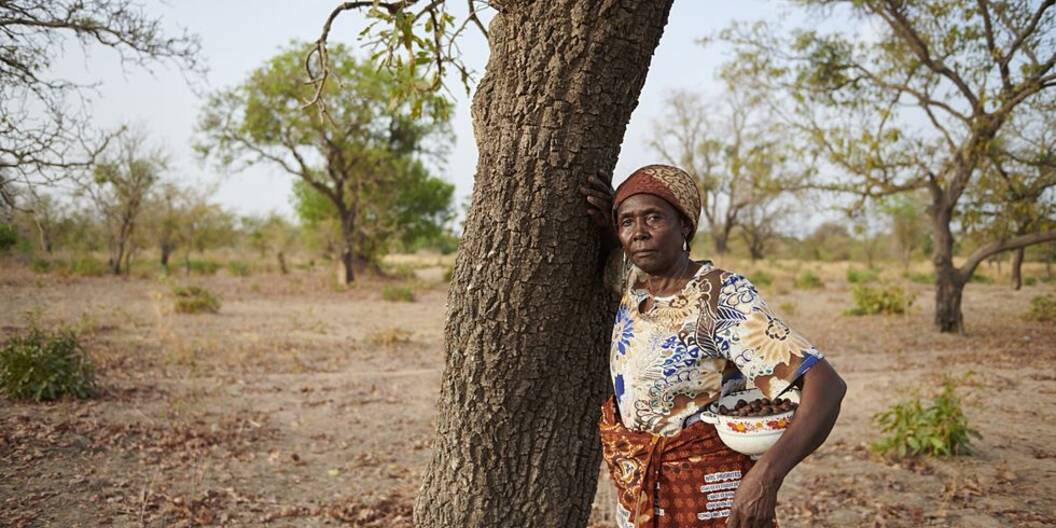 Die Frauen ernten die Nüsse der Karité-Bäume, die in der Region wachsen.