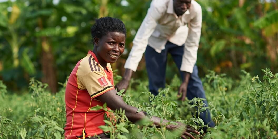 Zwei Personen knien inmitten ihres Tomatenfeldes im Nordwesten Uganda. Die vordere Person blickt in die Kamera und zeigt ihre Tomaten.