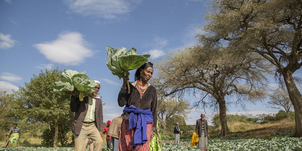Die Förderung resilienter Landwirtschaft ist Teil der Caritas-Projekte in Äthiopien.
