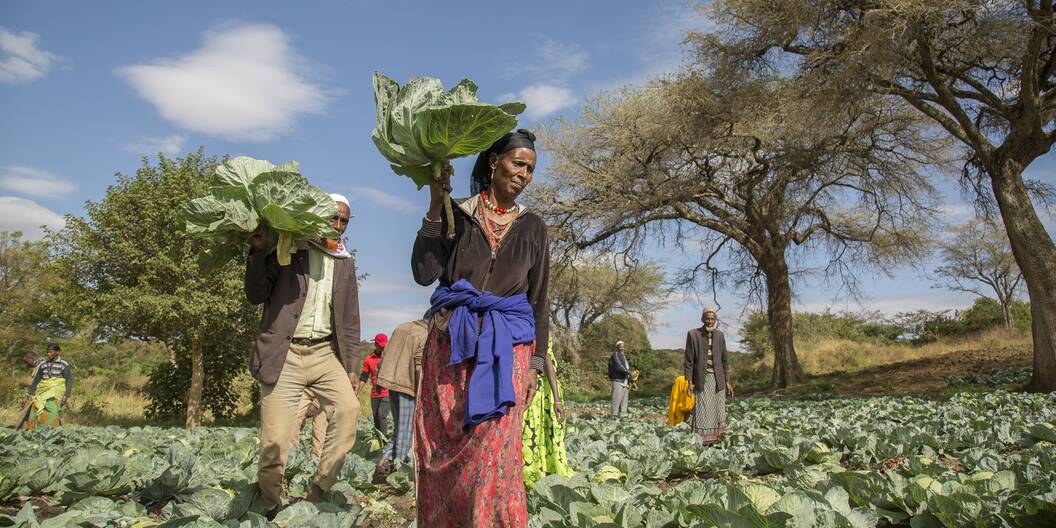 Ethiopia: The promotion of resilient agriculture is part of the Caritas projects.