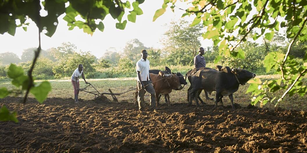 Bauern in Uganda beim Pflügen ihrer Felder