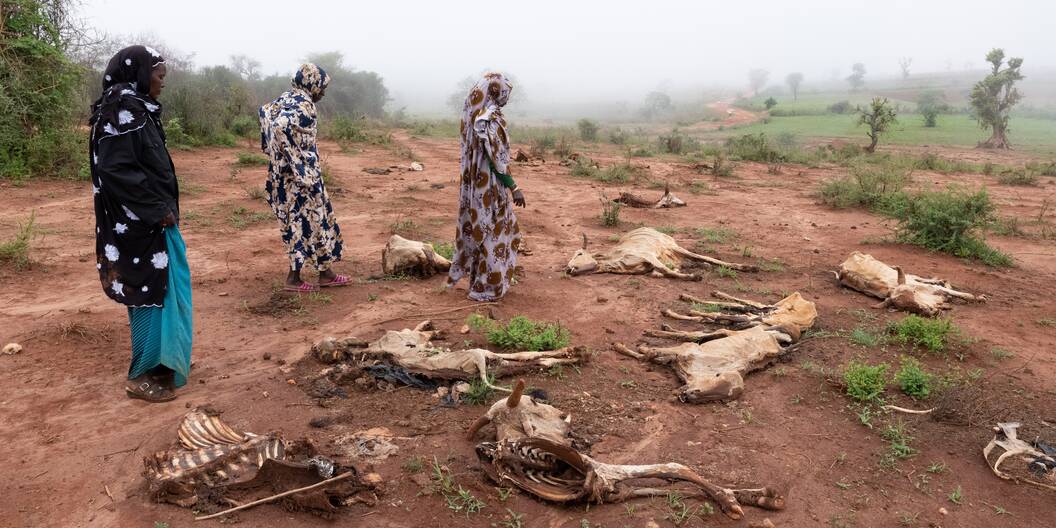 Dürre und Hunger greifen in Äthiopien um sich. Der Lebensraum von Mensch und Tier ist bedroht.